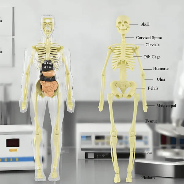 EsqueFlex: cuerpo humano armable🦴💀